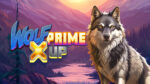 Wolf Prime X UP